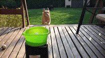 뭐든 행복한 멍뭉이들.gif