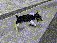 뭐든 행복한 멍뭉이들.gif