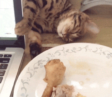 꿈에서 치킨이 보인다냥.gif