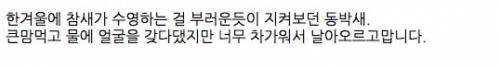 참새가 샤워하는 걸 본 동박새.jpg