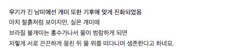 브라질 불개미의 기묘한 생존력.gif