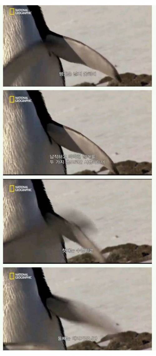 펭귄 날개의 역할.jpg