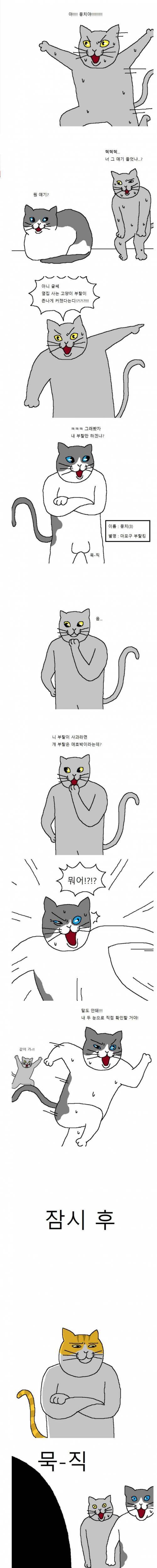 묵직한 옆집 고양이.jpg