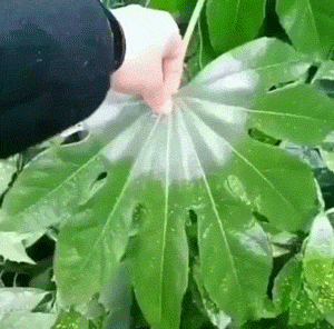 코딱지떼기 장인.gif
