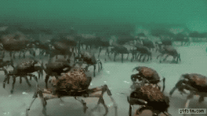 바닷속 게 떼.gif