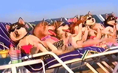 개팔자가 상팔자.gif