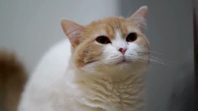 응아 하는 냥이 표정...gif