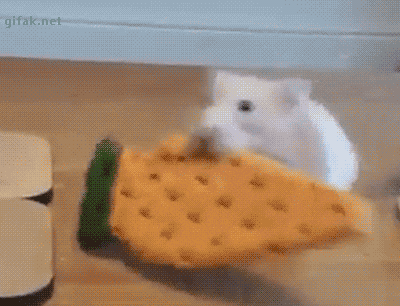 간식받고 신난햄스터.gif