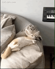 어딜가.gif