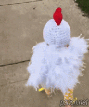 닭 코스프레.gif