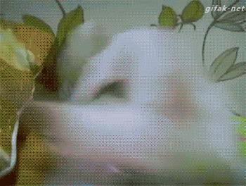 어딜 보시는거죠?.gif