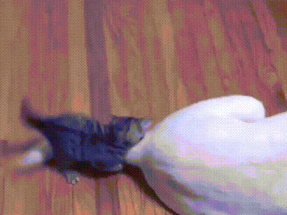 다루기 힘든 장난감.gif