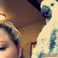 심심한 앵무새.gif