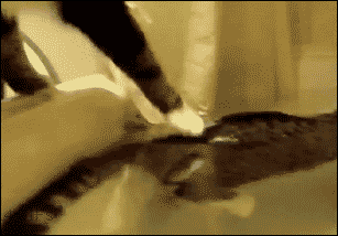 물놀이 하는 고양이.gif