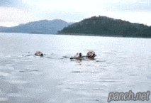 개들의 협동심.gif