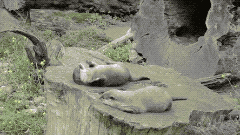 수달이 심심할때 노는방법.gif