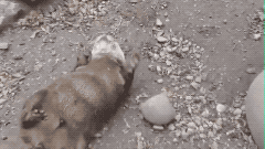 수달이 심심할때 노는방법.gif