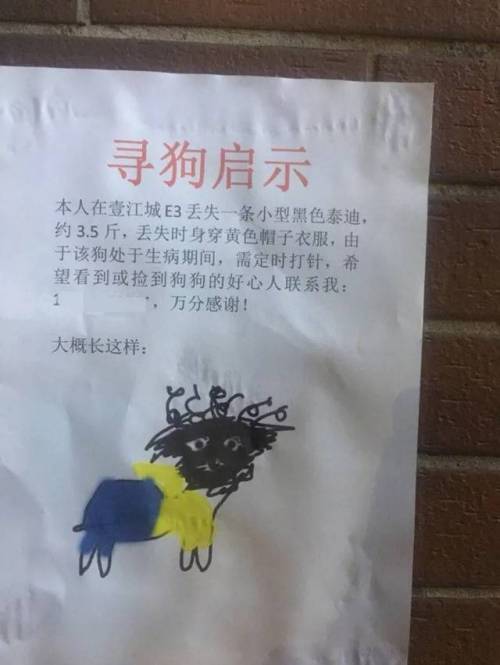 사진은 없고....강아지 좀 찾아주세요....jpg