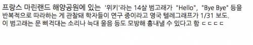 세계 최초 말하는 범고래 발견!.swf
