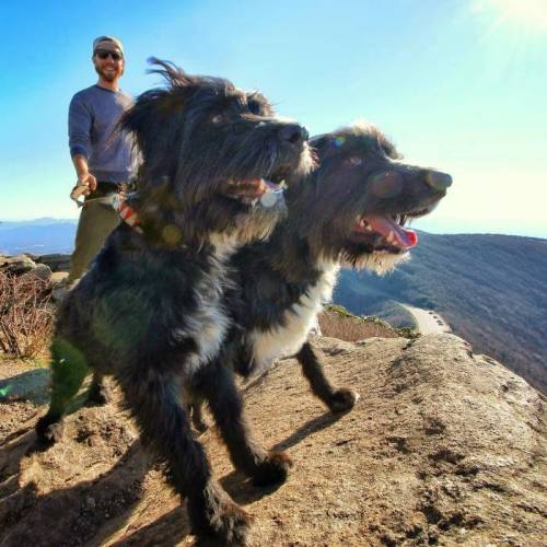 사막에서 버려진 개 두 마리를 구조한 뒤 여행 친구 함