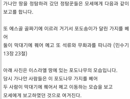 이스라엘의 거대한 포도송이.jpg