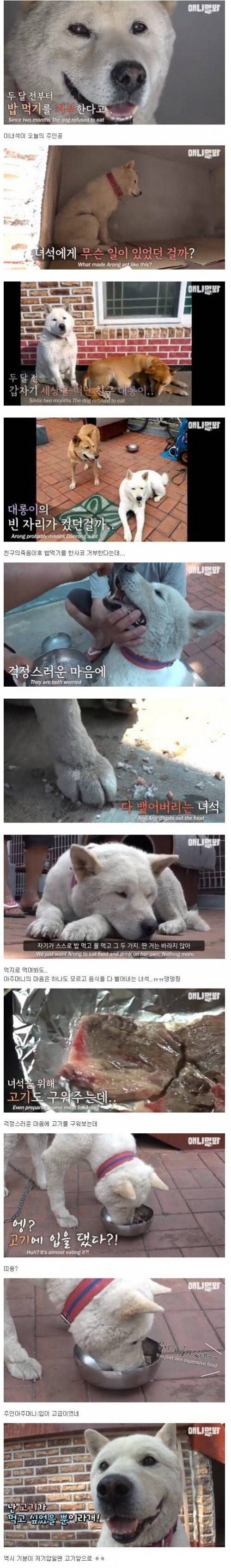 친구를 잃은 후 밥을 먹지않는 멍멍이.jpg
