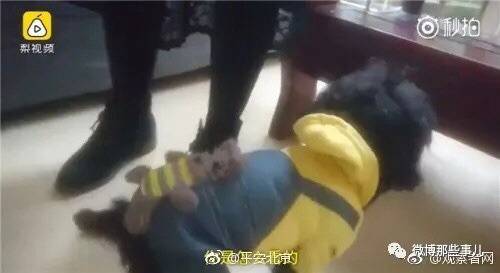 사진은 없고....강아지 좀 찾아주세요....jpg