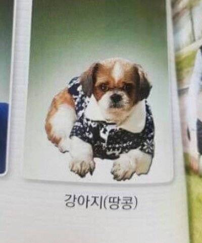 졸업사진 찍은 땅콩.jpg