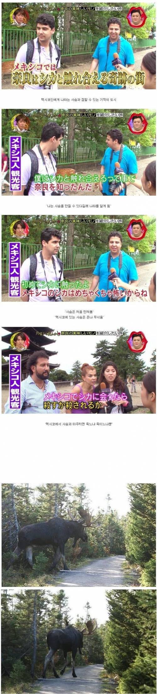 사슴을 만질 수 있어 기쁜 멕시코인.jpg