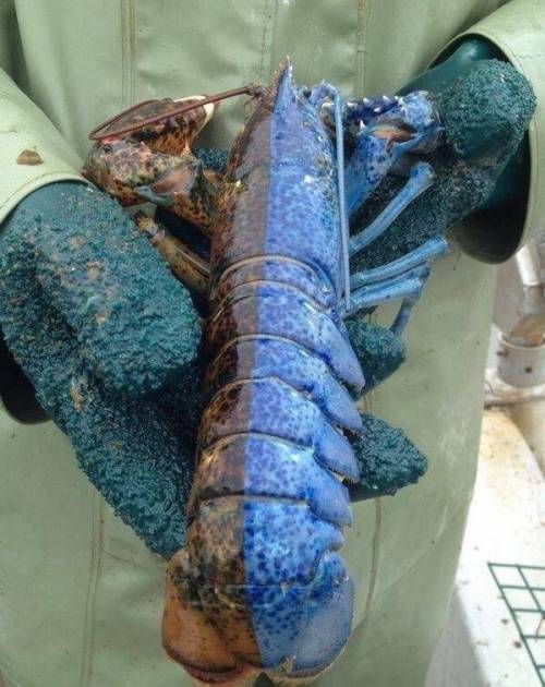 딱 절반씩 색깔을 지닌 랍스터.jpg