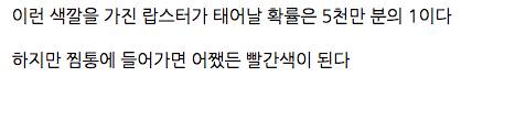 딱 절반씩 색깔을 지닌 랍스터.jpg