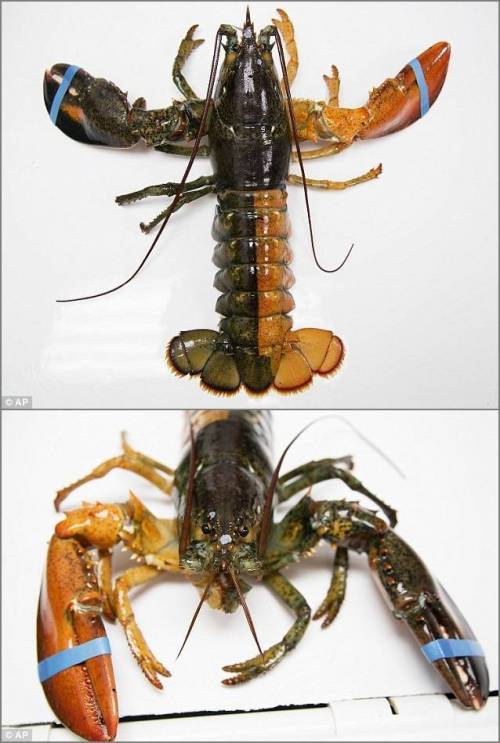 딱 절반씩 색깔을 지닌 랍스터.jpg