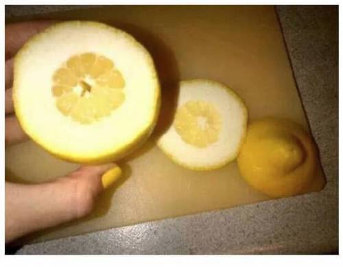 과대 포장류.jpg