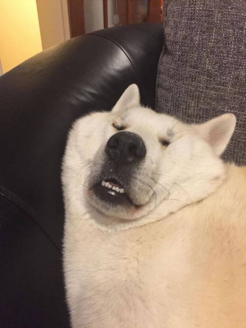 개꿀잠 .jpg