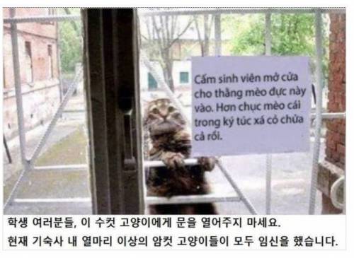 난봉꾼 고양이.jpg