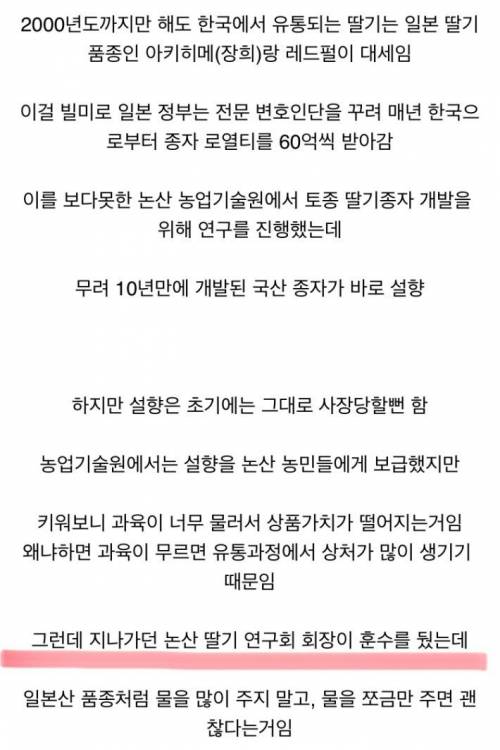 국내 딸기 품종 '설향'의 위엄.jpg
