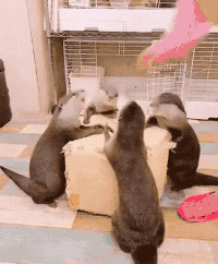 수달들의 회식.gif