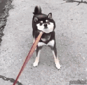 시바시바 나도 자존심이있다!!.gif