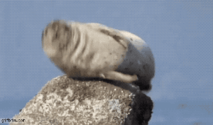 바다표범 딸꾹질.gif