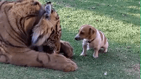 큰 고양이 따윈 겁내지 않는다..gif