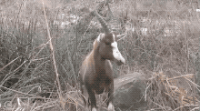 분노조절장애 개이득.gif