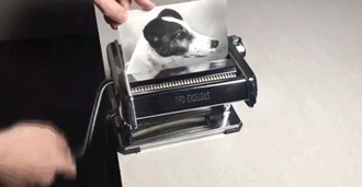 강아지의 세포분열 .gif