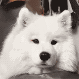 멍뭉이 야채 먹이기.gif