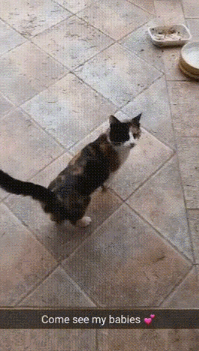 새끼 자랑.gif