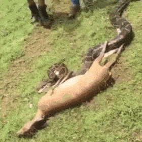 [혐주의]아나콘다가 노루 먹는 속도.gif