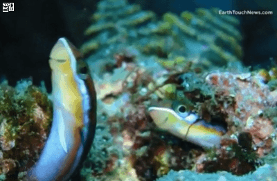 더러운것을 보면 참지 못하는 물고기.jpgif
