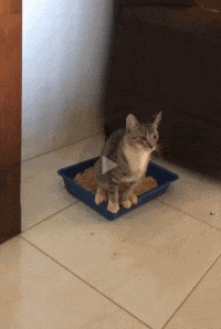 화장실 참사.gif