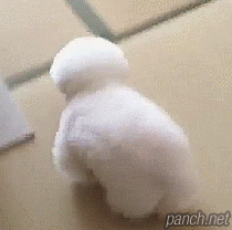 힝~ 주인이 인형만 좋아해!.gif