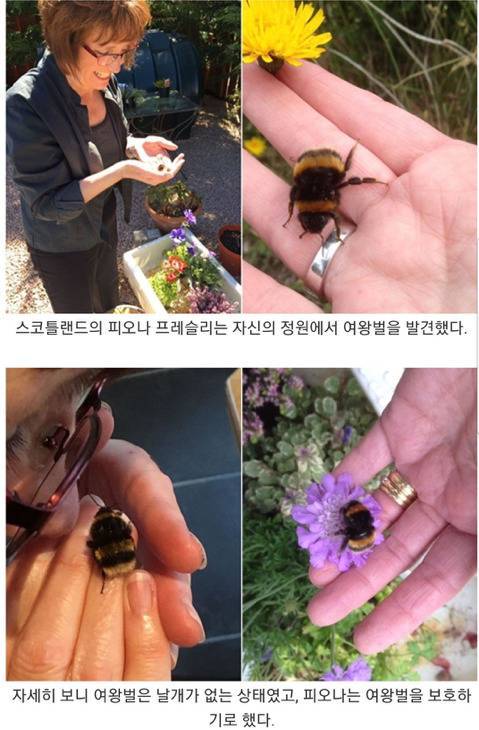 여왕벌을 만지고도 벌침에 쏘이지 않은 여자.jpg