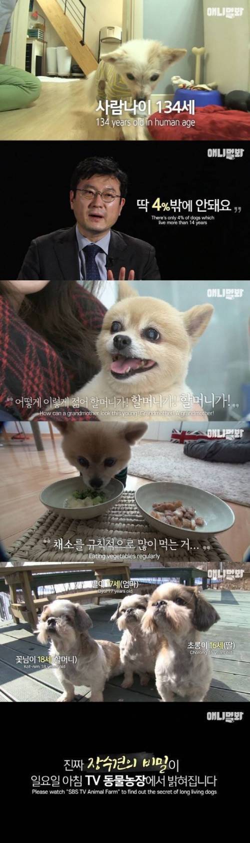 이번주 동물농장 예고.jpg